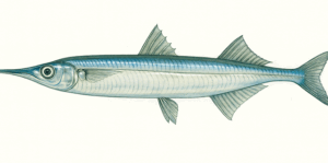 サヨリのイラスト