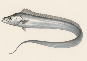 タチウオのイラスト