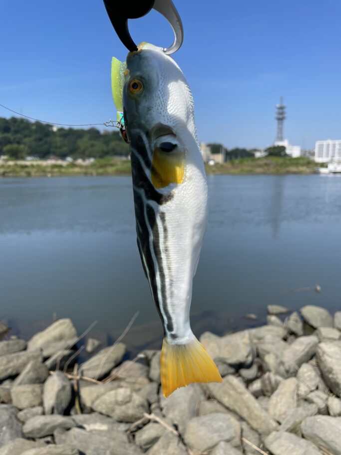 シマフグ – みんなの釣り手帳 – 釣果投稿＆釣り情報サイト